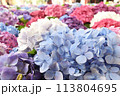 画面いっぱいの紫陽花 113804695
