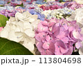 満開の紫陽花 113804698