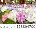 手水舎に浮かべられたたくさんの紫陽花 113804700