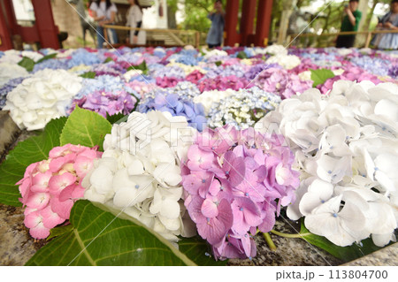 手水舎に浮かべられたたくさんの紫陽花 113804700
