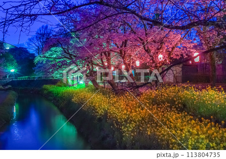 栃木県宇都宮市 宇都宮城址公園の河津桜とハクモクレン 栃木県宇都宮市 宇都宮城址公園の河津桜とハクモクレン 113804735