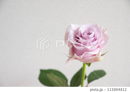 紫色の薔薇 紫色の薔薇 113804812