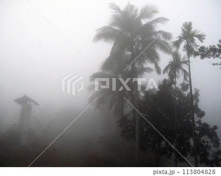Misty morning in the Bengal countryside in Sundarbans jungle area, West Bengal, India Misty morning in the Bengal countryside in Sundarbans jungle area, West Bengal, India 113804828