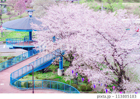 栃木県那須塩原市 黒磯公園の美しい桜 栃木県那須塩原市 黒磯公園の美しい桜 113805183