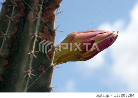 Peruvian apple cactus or Hedge cactus or Cereus hildmannianus in bloom close up on the Mediterranean coast of Caesarea, Israel 113805294