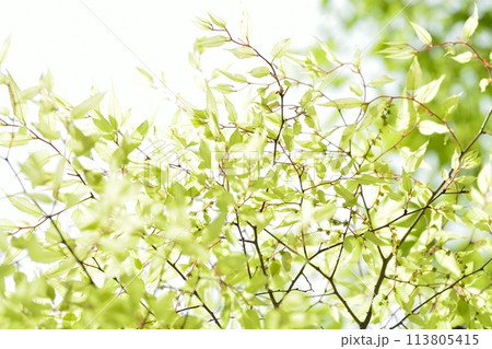 新緑の若葉 新緑の若葉 113805415