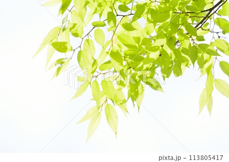 新緑の若葉 新緑の若葉 113805417