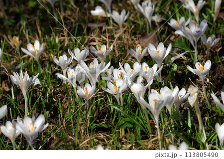 Meadow full of crocus in early spring 113805490