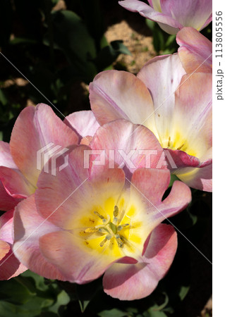 チューリップの花びらのマクロレンズによるクローズアップ素材 113805556