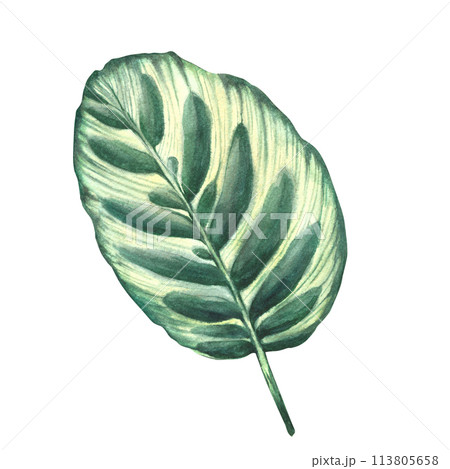 Tropical leaves set jungle plants. House plants calathea leaf, exotic tropical foliage. Watercolor hand drawn illustration. Trendy home floral marantaceae jungle for print Isolated white background.  113805658