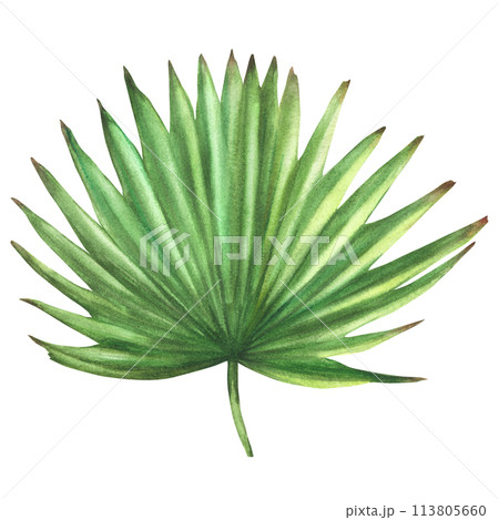 Palm leaf. Hand drawn watercolor illustration of exotic tropical plan, house plants, exotic foliage. Botanical sketch, urban jungle for greeting, invitation cards print. Isolated white background.  113805660