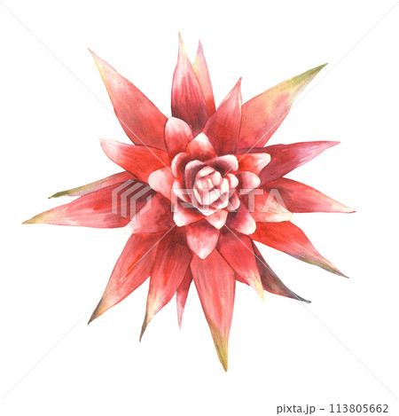 Tropical bromeliad flower, home plant. House plants exotic red bromeliaceae bud with leaf, iungle tropical floral Clipart. Watercolor hand drawn illustration for printing. Isolated white background.  113805662