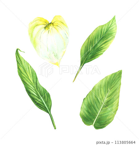 Tropical leaves set, Antithurium flowers, jungle plants. House plants leaf, flamingo flowers, exotic tropical foliage. Clipart for print Watercolor hand drawn illustration. Isolated white background.  113805664