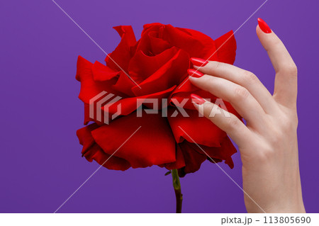 Manicured nails . Nail care . Beauty delicate 113805690