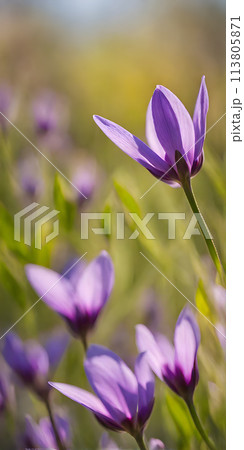 Spring flowers emerging gently, a burst of life in a minimalist landscape. Softly out of focus, lending an ethereal charm Spring flowers emerging gently, a burst of life in a minimalist landscape. Softly out of focus, lending an ethereal charm 113805871