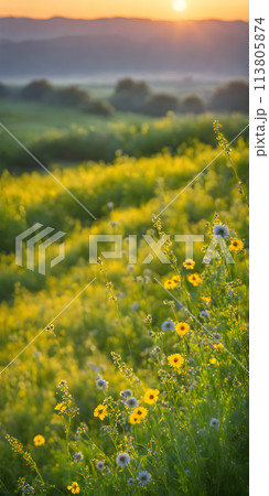 A summer landscape with a blazing sun casting long shadows, a minimalistic composition with few elements 113805874