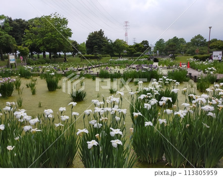平成の森公園の菖蒲 (埼玉県川島町) 平成の森公園の菖蒲 (埼玉県川島町) 113805959