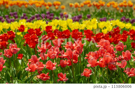 春の光とチューリップ畑 春の光とチューリップ畑 113806006