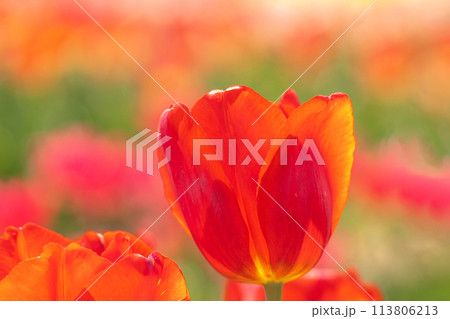 満開のチューリップのクローズアップと春のイメージ 満開のチューリップのクローズアップと春のイメージ 113806213