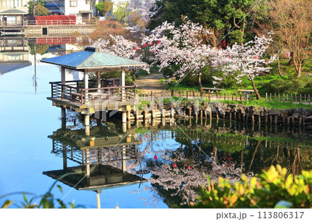 【富山県】晴天の高岡古城公園と満開の桜（北内濠） 113806317