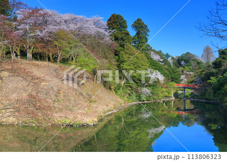 【富山県】晴天の高岡古城公園と満開の桜（朝陽橋） 113806323
