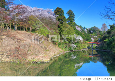 【富山県】晴天の高岡古城公園と満開の桜(朝陽橋) 【富山県】晴天の高岡古城公園と満開の桜(朝陽橋) 113806324