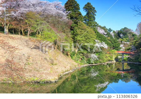 【富山県】晴天の高岡古城公園と満開の桜(朝陽橋) 【富山県】晴天の高岡古城公園と満開の桜(朝陽橋) 113806326