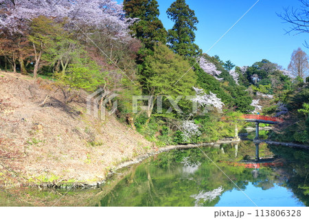 【富山県】晴天の高岡古城公園と満開の桜（朝陽橋） 113806328