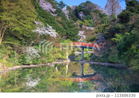 【富山県】晴天の高岡古城公園と満開の桜（朝陽橋） 113806330