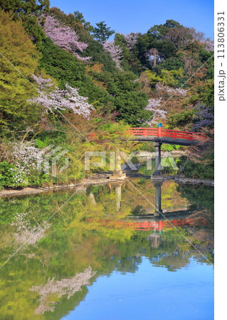 【富山県】晴天の高岡古城公園と満開の桜(朝陽橋) 【富山県】晴天の高岡古城公園と満開の桜(朝陽橋) 113806331