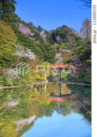 【富山県】晴天の高岡古城公園と満開の桜（朝陽橋） 113806333