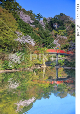 【富山県】晴天の高岡古城公園と満開の桜（朝陽橋） 113806334