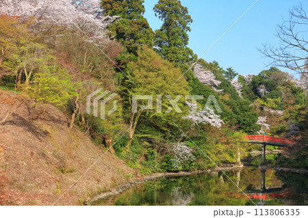 【富山県】晴天の高岡古城公園と満開の桜（朝陽橋） 113806335