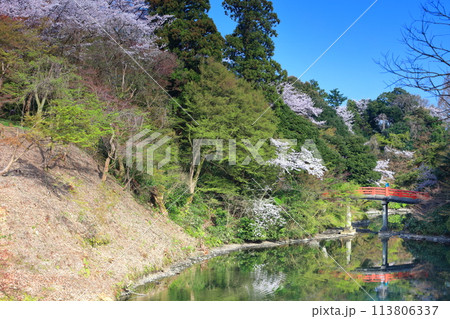 【富山県】晴天の高岡古城公園と満開の桜（朝陽橋） 113806337