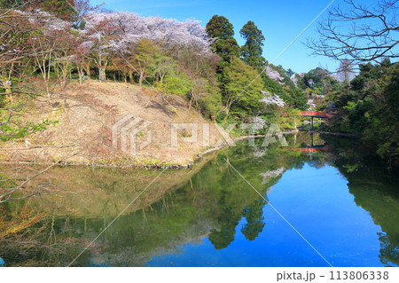 【富山県】晴天の高岡古城公園と満開の桜（朝陽橋） 113806338