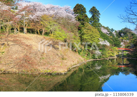 【富山県】晴天の高岡古城公園と満開の桜（朝陽橋） 113806339