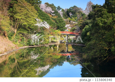 【富山県】晴天の高岡古城公園と満開の桜（朝陽橋） 113806340
