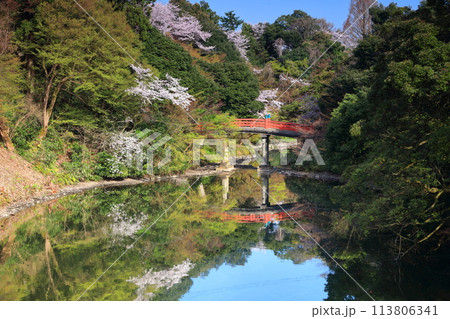 【富山県】晴天の高岡古城公園と満開の桜（朝陽橋） 113806341