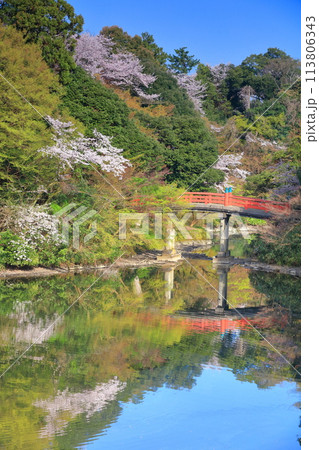 【富山県】晴天の高岡古城公園と満開の桜（朝陽橋） 113806343