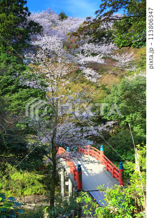 【富山県】晴天の高岡古城公園と満開の桜(朝陽橋) 【富山県】晴天の高岡古城公園と満開の桜(朝陽橋) 113806347