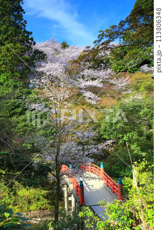 【富山県】晴天の高岡古城公園と満開の桜（朝陽橋） 113806348