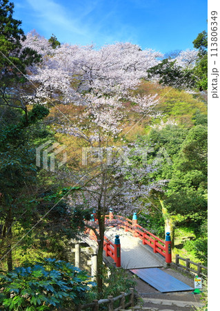 【富山県】晴天の高岡古城公園と満開の桜（朝陽橋） 113806349