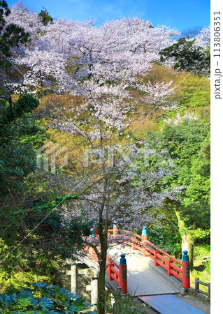 【富山県】晴天の高岡古城公園と満開の桜（朝陽橋） 113806351