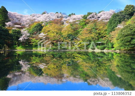 【富山県】晴天の高岡古城公園と満開の桜（北内濠） 113806352