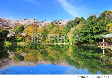 【富山県】晴天の高岡古城公園と満開の桜(北内濠) 【富山県】晴天の高岡古城公園と満開の桜(北内濠) 113806353