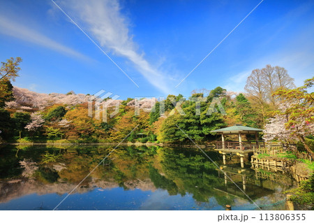 【富山県】晴天の高岡古城公園と満開の桜(北内濠) 【富山県】晴天の高岡古城公園と満開の桜(北内濠) 113806355
