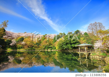 【富山県】晴天の高岡古城公園と満開の桜（北内濠） 113806356