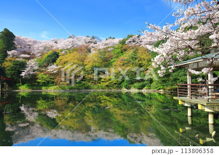【富山県】晴天の高岡古城公園と満開の桜（北内濠） 113806358