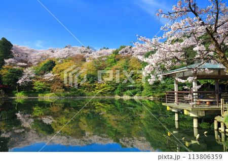 【富山県】晴天の高岡古城公園と満開の桜（北内濠） 113806359