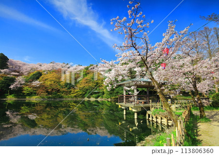 【富山県】晴天の高岡古城公園と満開の桜(北内濠) 【富山県】晴天の高岡古城公園と満開の桜(北内濠) 113806360
